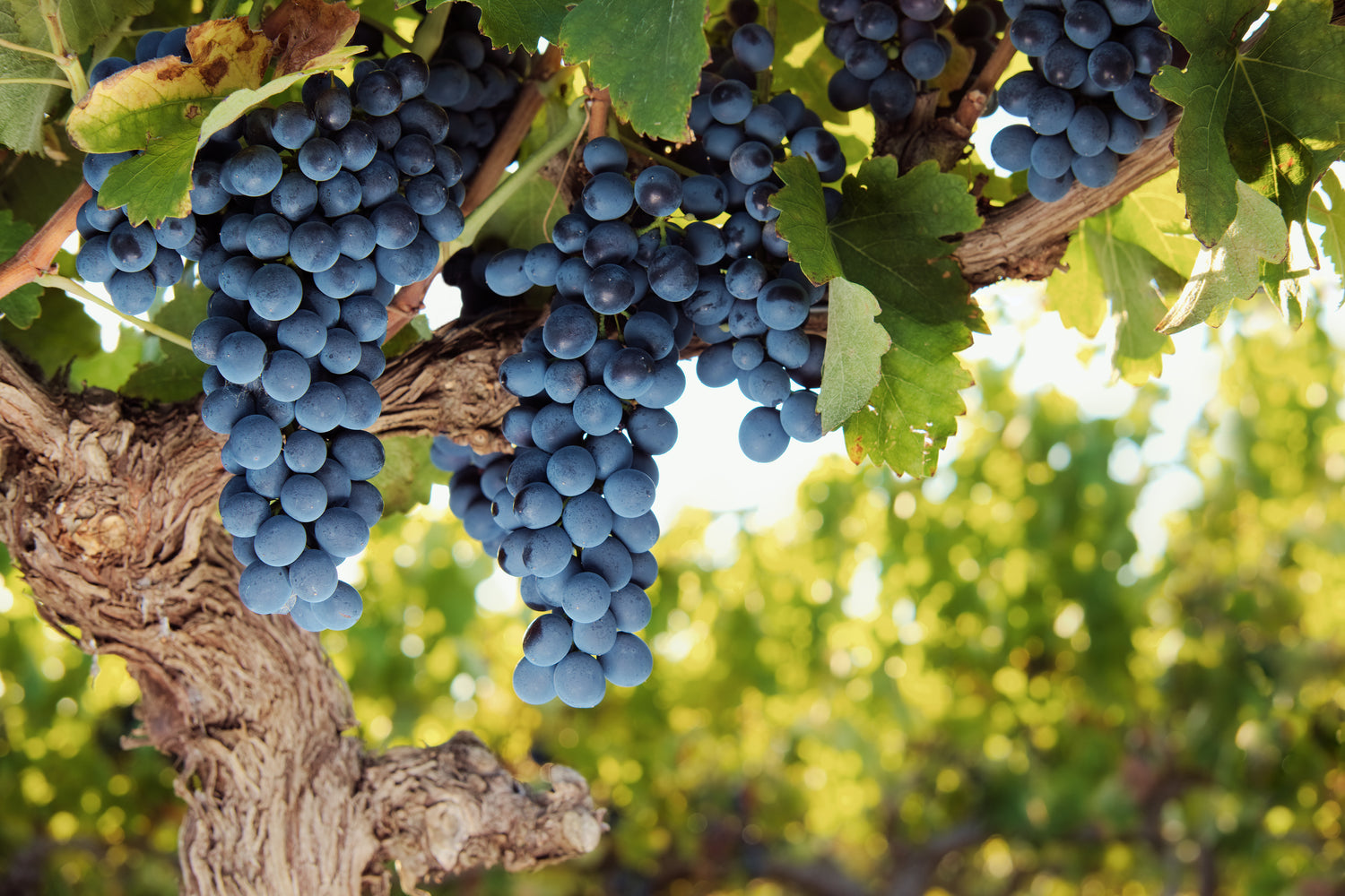 A bunch of South African red grapes hanging from vines