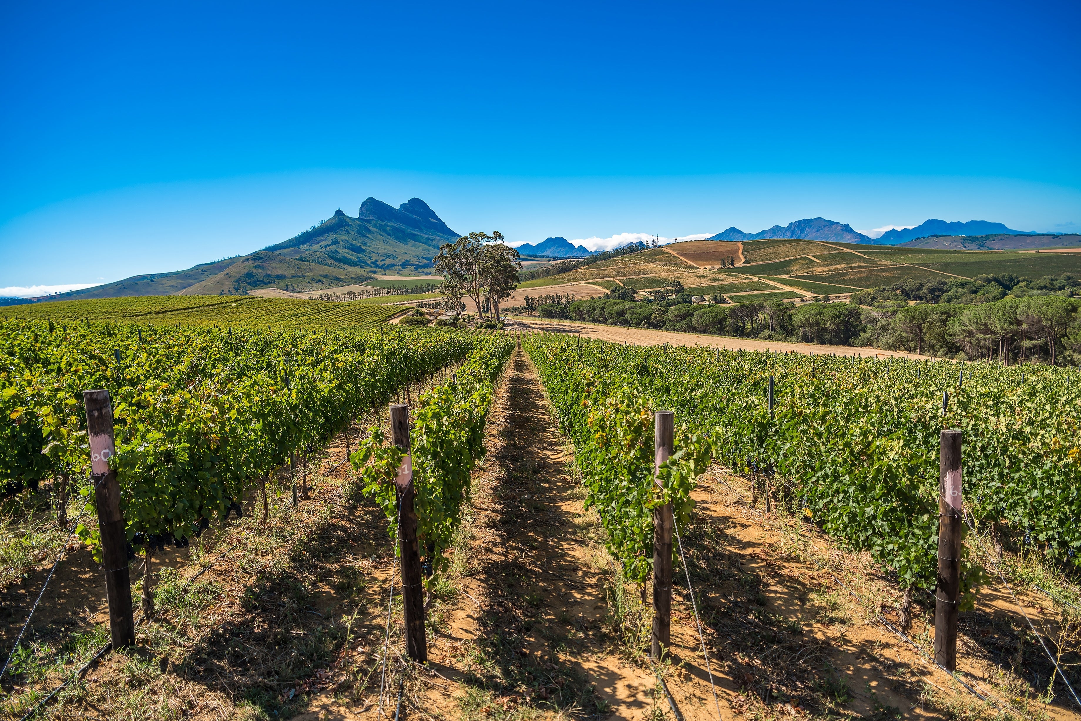 Landscape shot of a vineyard in South Africa