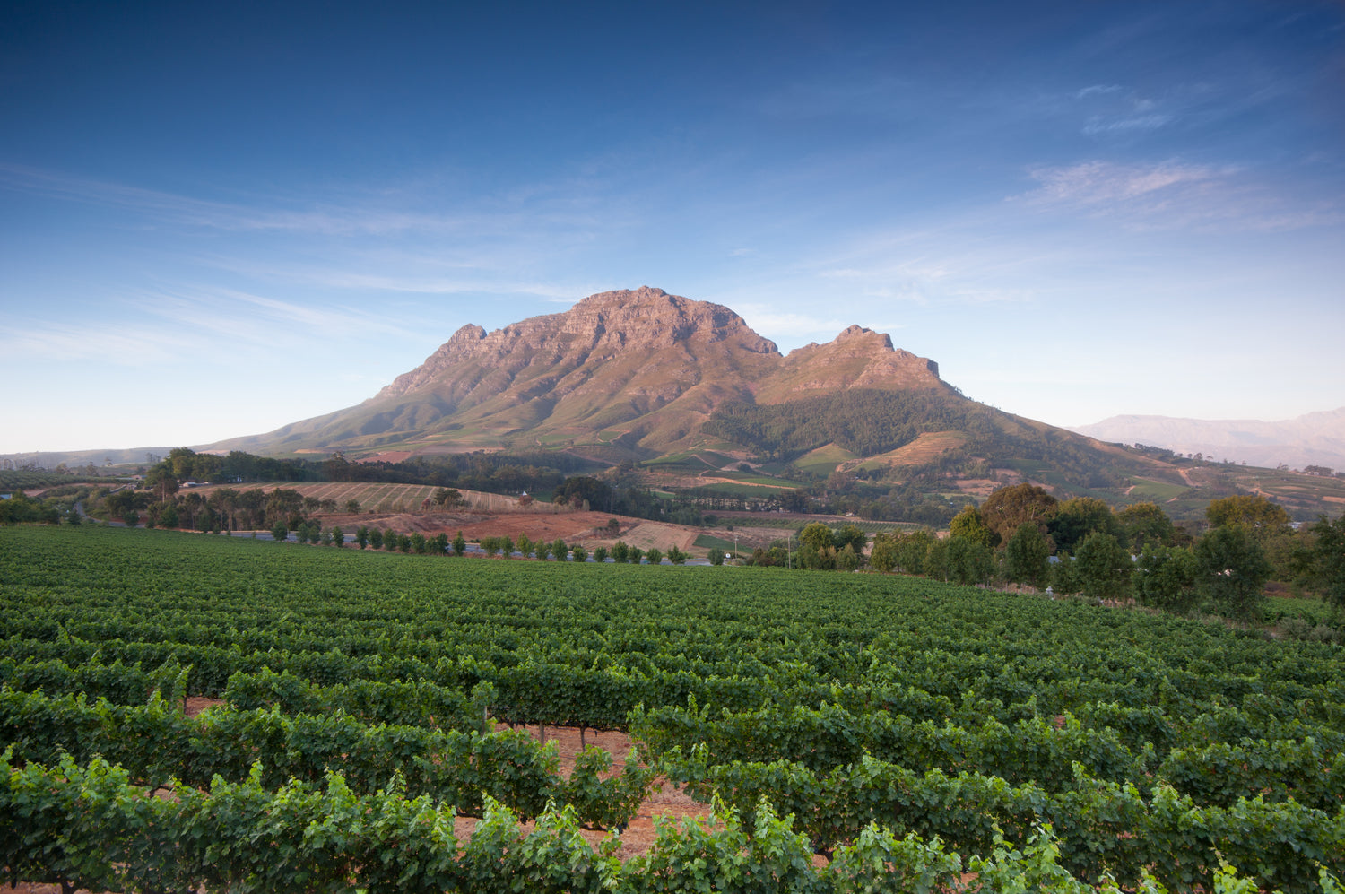 A vineyard in the foothills of Table Mountain in South Africa